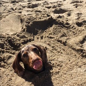 🌟TRADE FOR EMILY🌟